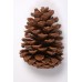 MARITIMA PINE CONES  4" Natural on 4" pick